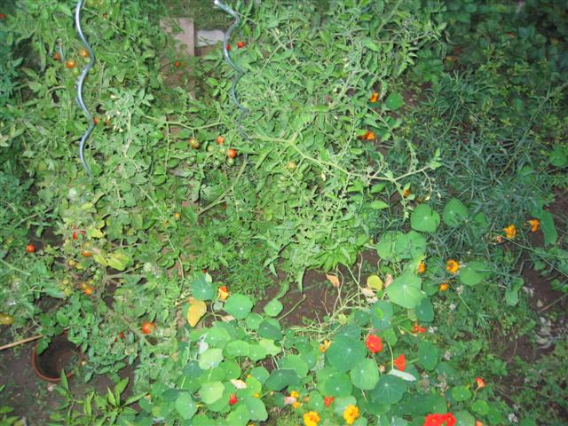Gemüsebeet: Tomaten und Kapuzinerkresse
