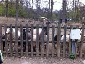 Ziegen, Esel Schafe und Schweine im Tierpark Ernstbrunn