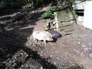 Schweine im Wildpark Ernstbrunn