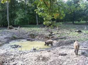Wildschweine im Wildpark Ernstbrunn