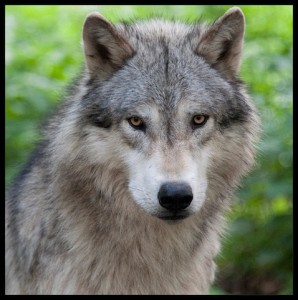 Wolf im Wildpark Ernstbrunn aufgenommen von Christina Kreuzer
