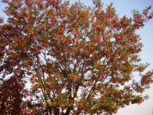 Gartengestaltung für Kinder - Zauberwald für den Nachwuchs