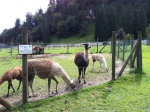 Ausflug mit den Kindern in Kärnten - Tierpark Rosegg