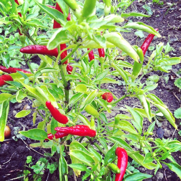 Chili Chili Schoten entschärfen