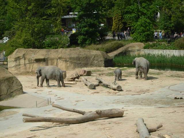 Kölner Zoo - Elefantengehege